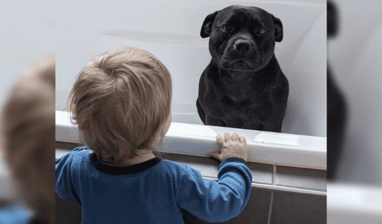 Az imádnivaló kutyus minden este belopakodik a szomszédok házába, hogy csatlakozzon a gyerekek fürdetéséhez